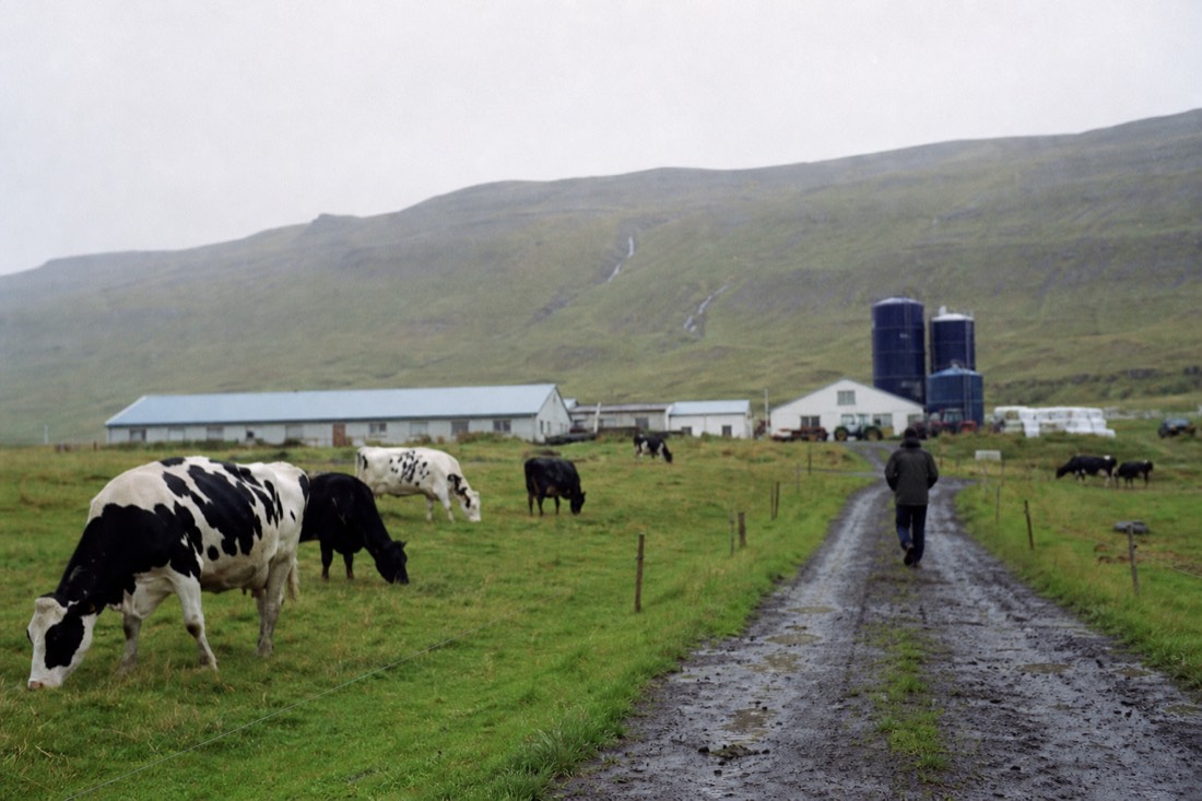 Efstidalur II farm buildings with dairy cows grazing in a green field in south Iceland