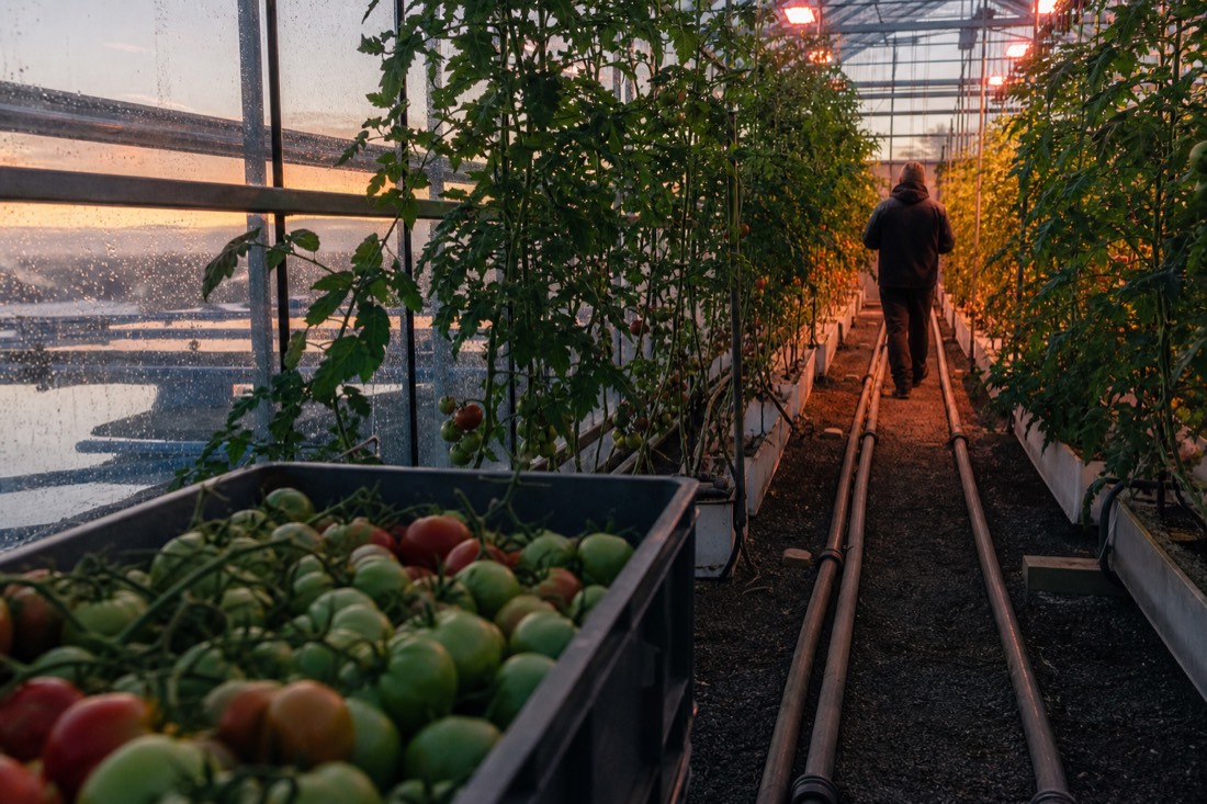 Rows of tomato plants under grow lamps with heating pipes inside the Friðheimar greenhouse